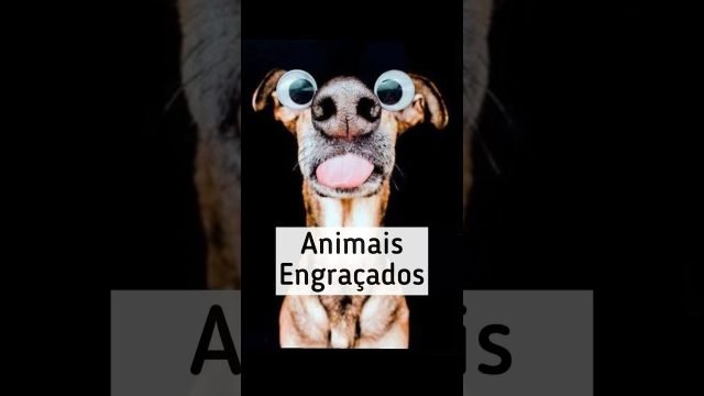 TENTE NÃO RIR - VIDEOS ENGRAÇADOS DE ANIMAIS 8 #shorts 